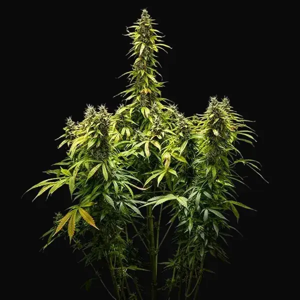 Royal Runtz Auto — zdjęcie 3