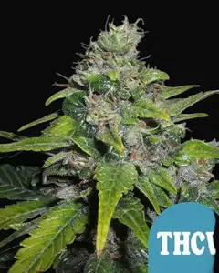 Royal THCV