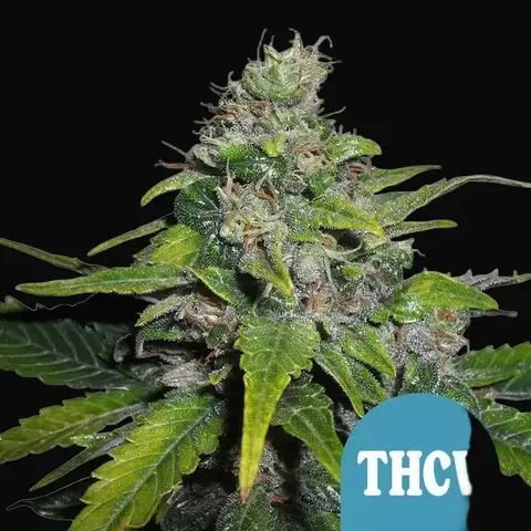 Royal THCV
