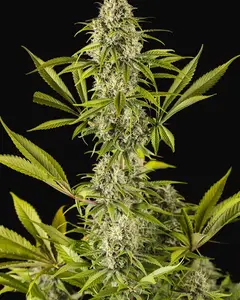 Royale Haze