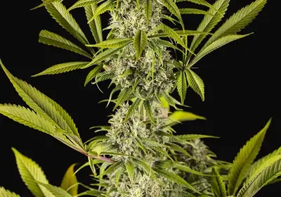 Royale Haze