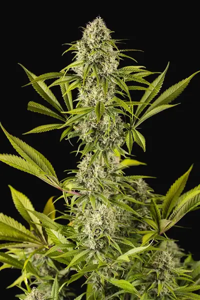 Royale Haze