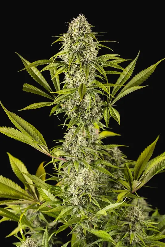 Royale Haze
