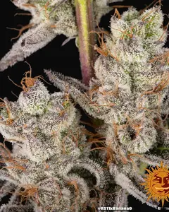 RS11 x Banana OG