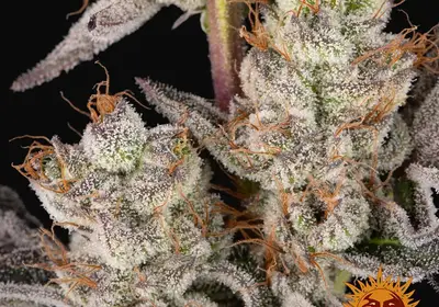 RS11 x Banana OG
