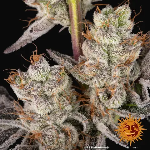 RS11 x Banana OG