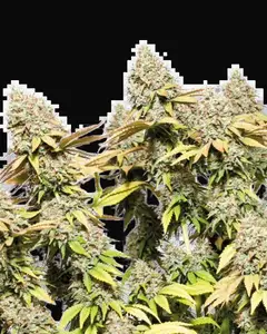 Rucu Cucu OG Auto