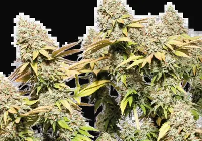 Rucu Cucu OG Auto