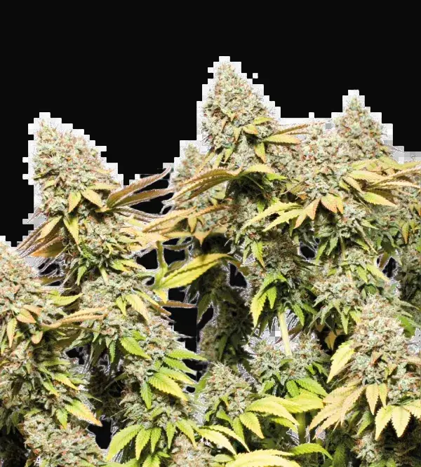 Rucu Cucu OG Auto