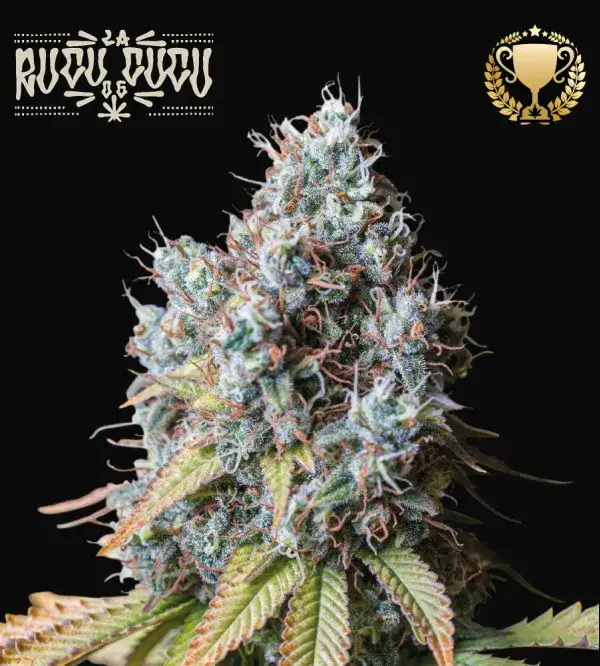 Rucu Cucu OG