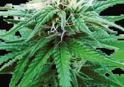 Ruderalis Indica Regular