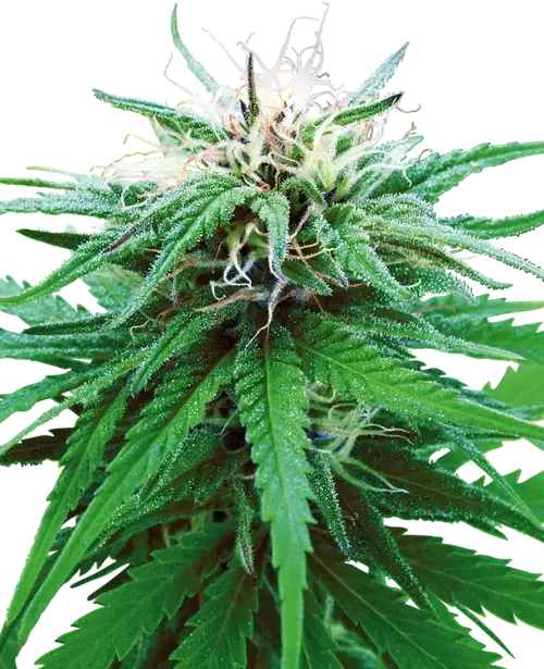 Ruderalis Indica Regular