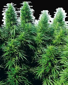 Ruderalis Skunk Regular