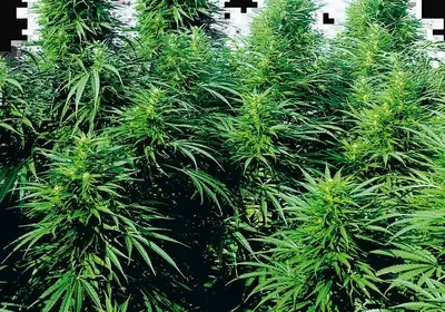 Ruderalis Skunk Regular