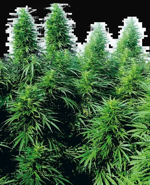 Ruderalis Skunk Regular
