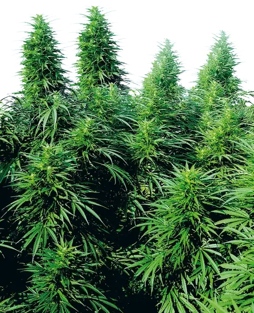 Ruderalis Skunk Regular