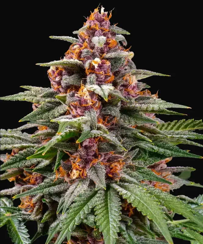 Runtz Auto