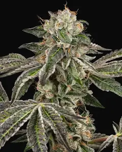 Runtz Automatic