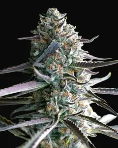 Runtz Fast Flowering