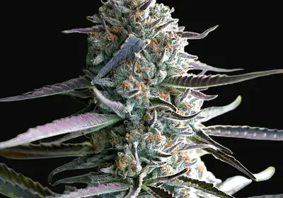 Runtz Fast Flowering