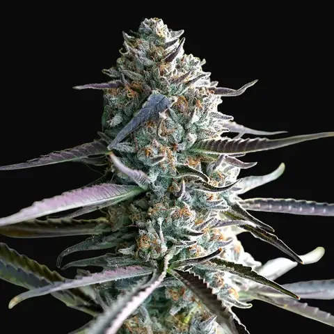 Runtz Fast Flowering