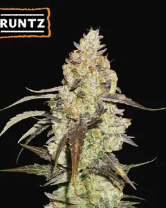 Runtz