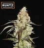 Runtz