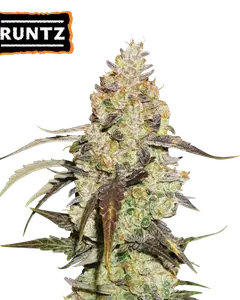 Runtz