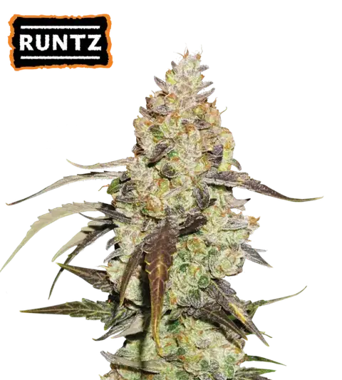 Runtz