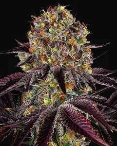 Runtz X Layer Cake