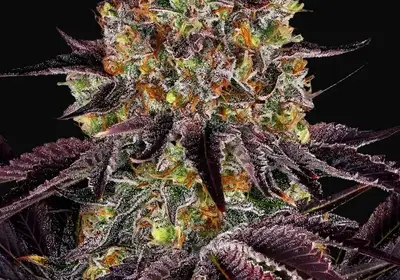 Runtz X Layer Cake