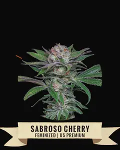 Sabroso Cherry