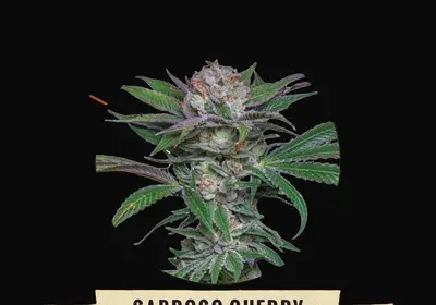Sabroso Cherry