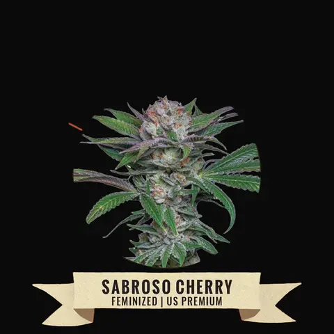 Sabroso Cherry
