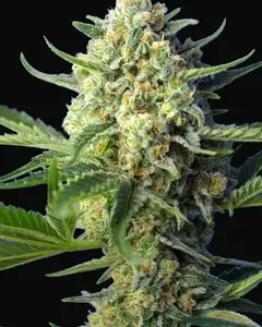 S.A.D. Sweet Afgani Delicious Auto