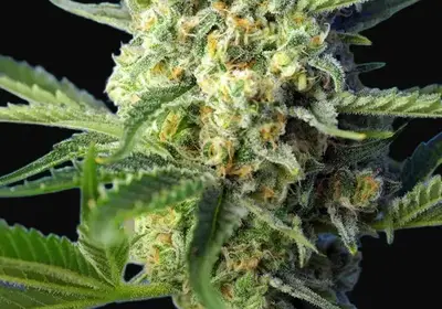 S.A.D. Sweet Afgani Delicious Auto