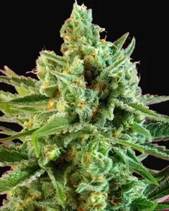 S.A.D. Sweet Afgani Delicious CBD