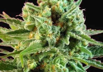 S.A.D. Sweet Afgani Delicious CBD