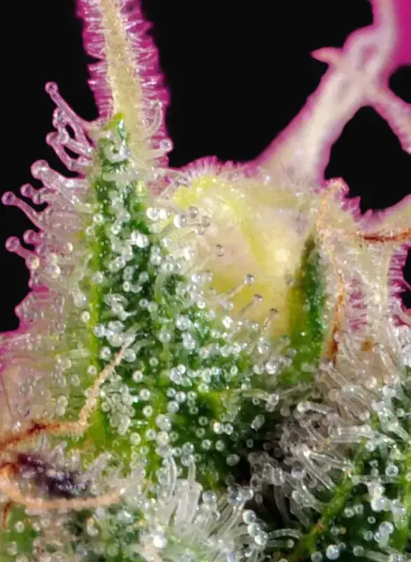 S.A.D. Sweet Afgani Delicious CBD — zdjęcie 4