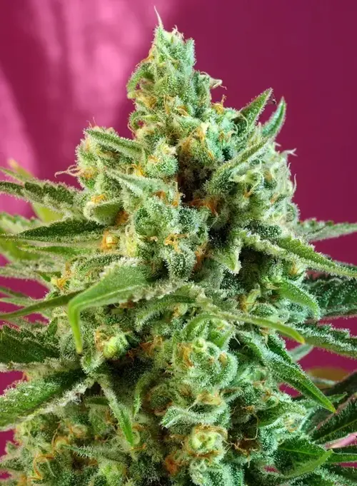 S.A.D. Sweet Afgani Delicious CBD