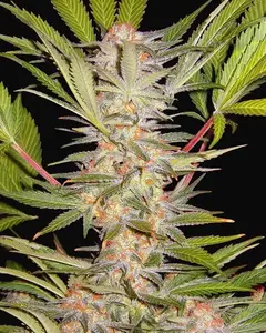 S.A.D. Sweet Afgani Delicious F1 Fast Version