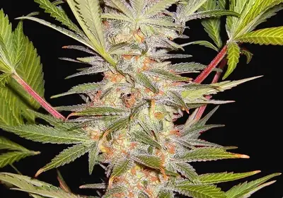 S.A.D. Sweet Afgani Delicious S1