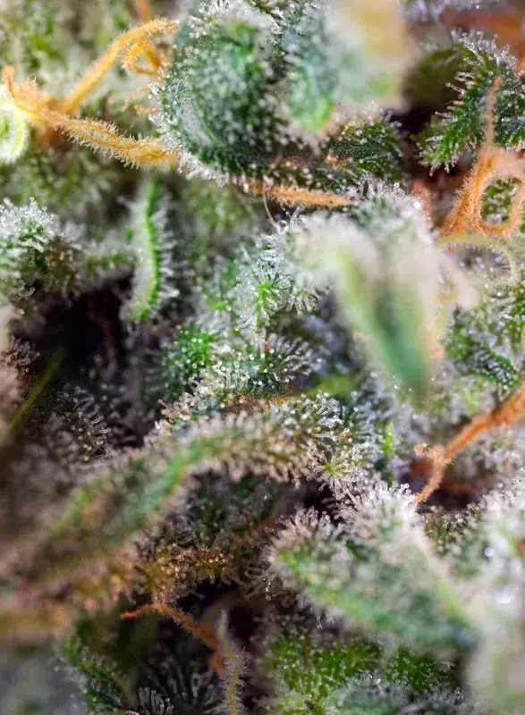 S.A.D. Sweet Afgani Delicious S1 — zdjęcie 3
