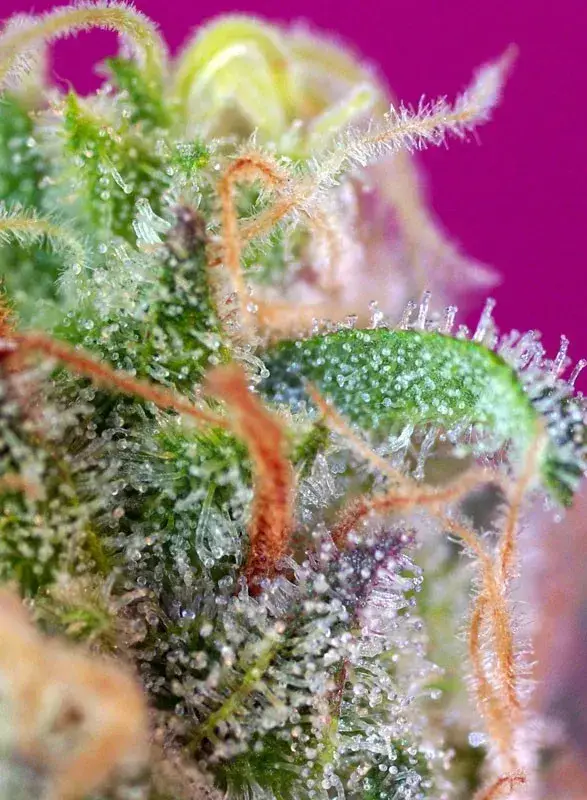 S.A.D. Sweet Afgani Delicious S1 — zdjęcie 2
