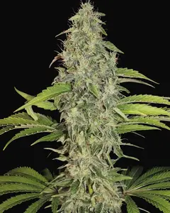 S.A.G.E. CBD
