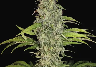 S.A.G.E. CBD