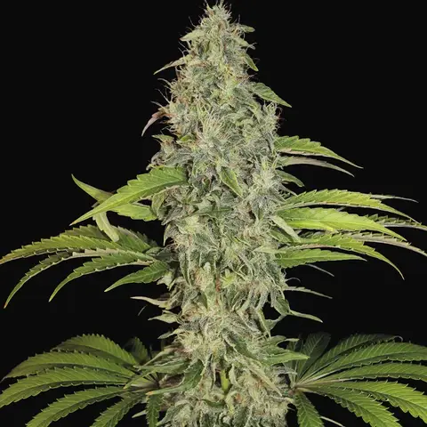 S.A.G.E. CBD