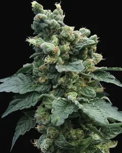 Sage'n Sour Regular