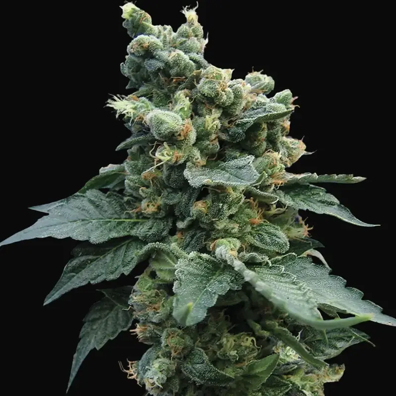 Sage'n Sour Regular