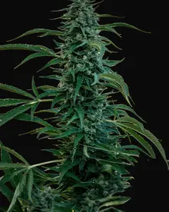 Sageberry Auto